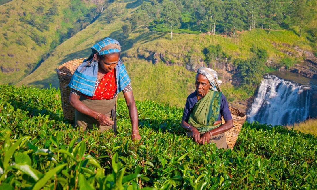 Le Terre del Tè: Origine, altitudine e territorio. Perché la stessa foglia cambia sapore nel mondo