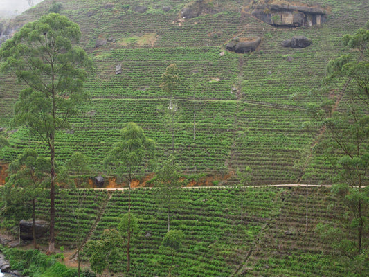Ceylon: perché lo Sri Lanka produce tè così luminosi