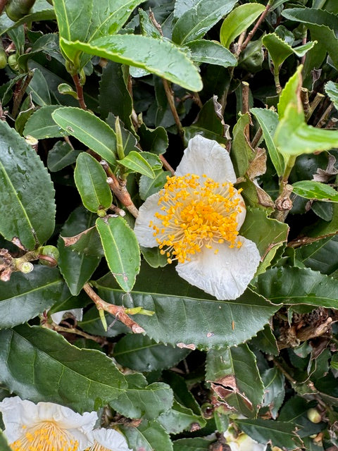 Dal Giappone, là dove nasce il tè