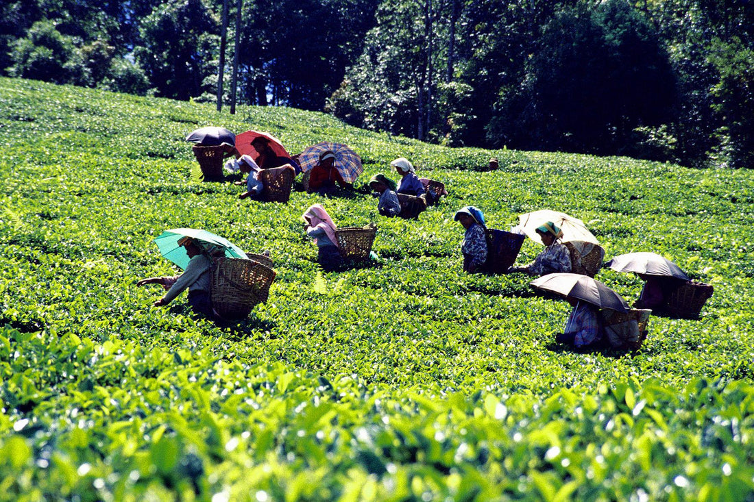 Il Darjeeling Come l’altitudine trasforma il tè in eleganza