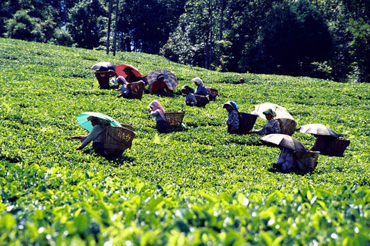 Il Darjeeling Come l’altitudine trasforma il tè in eleganza