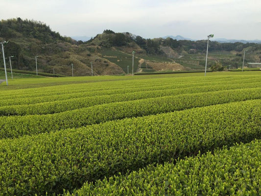 tè verde in prima raccolta su piantagione giapponese a primavera